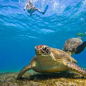 Abu Dabbab: Privater Schnorchel Ausflug – Schildkröten schwimmen