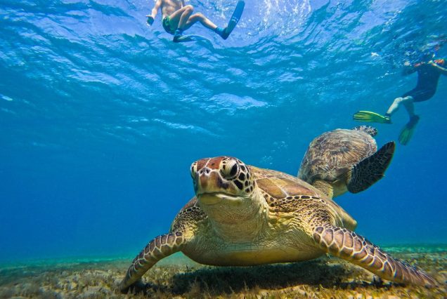 Abu Dabbab: Privater Schnorchel Ausflug – Schildkröten schwimmen
