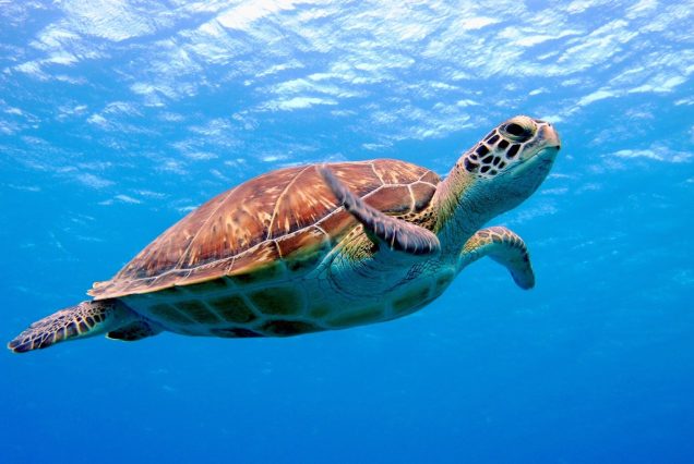 Abu Dabbab: Privater Schnorchel Ausflug – Schildkröten schwimmen