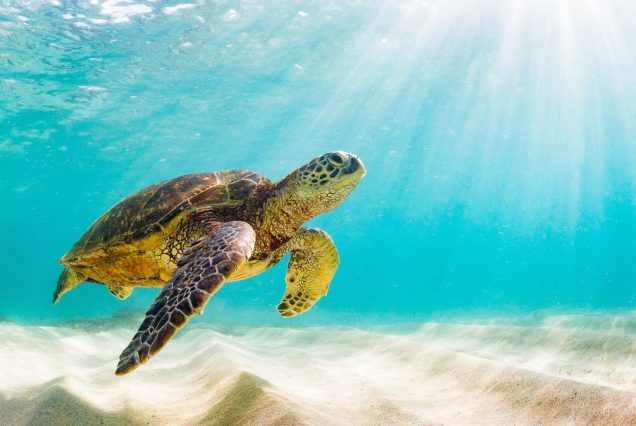 Abu Dabbab: Privater Schnorchel Ausflug – Schildkröten schwimmen