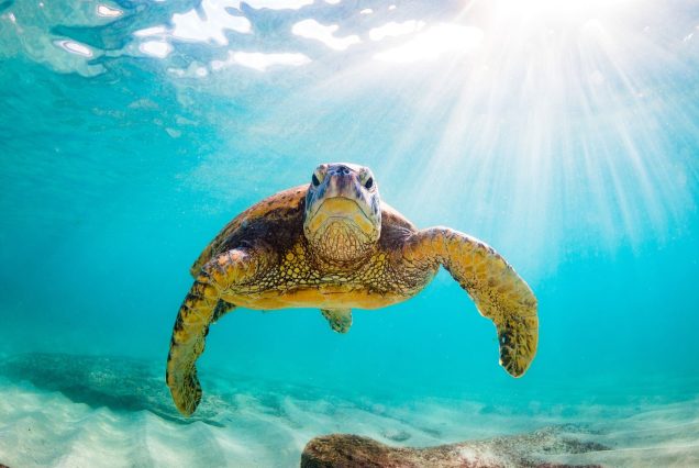 Abu Dabbab: Privater Schnorchel Ausflug – Schildkröten schwimmen